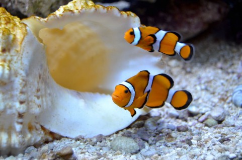 クマノミ